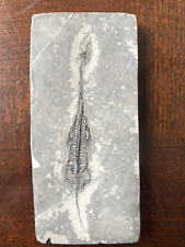 Keichousaurus fossil marine for sale  Clarksburg