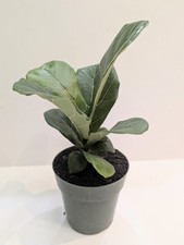 Fiddleleaf fig tree for sale  San Antonio