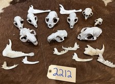 Misc varmint skulls for sale  Harper