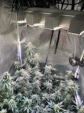 Sanlight evo led gebraucht kaufen  Leun