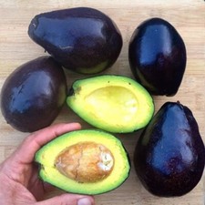 Seeds pryor del for sale  Spring City