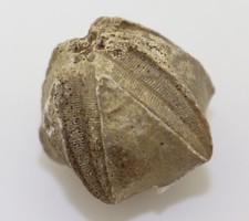 Blastoid pentremites cherokeeu gebraucht kaufen  Weeze