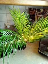 Kunstpalme leuchtend gebraucht kaufen Kunstpalme leuchtend gebraucht kaufen  Uedem