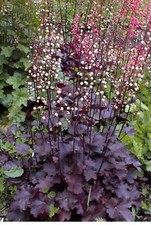 Palace purple heuchera d'occasion  Expédié en Belgium