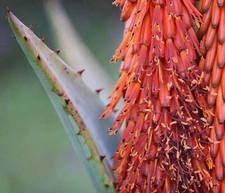 Semi aloe ferox usato  Napoli
