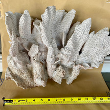 Rare dry corals for sale  El Cajon