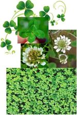 Clover seed small for sale  UK