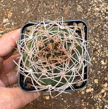 Gymnocalycium polycephalum cac usato Gymnocalycium polycephalum cac usato  Menfi