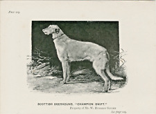 Scottish deerhound named for sale  COLEFORD