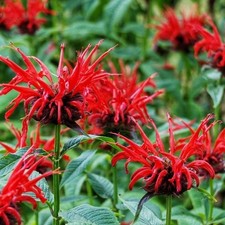 perennial plug plants for sale perennial plug plants for sale BANBRIDGE