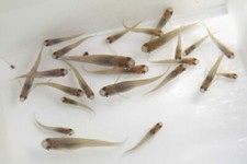Live gambusia mosquito for sale  West Palm Beach