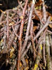 600g hardwood sticks for sale  ROYSTON