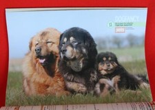 Rare collectible tibetan for sale  Ormond Beach