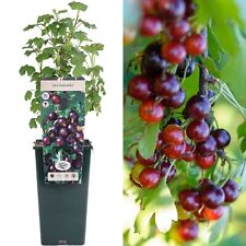 Blackcurrant gooseberry cross for sale  UK