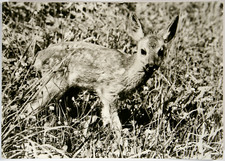 Tiere echtfoto postkarte gebraucht kaufen  Langen