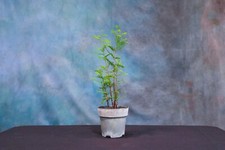 bonsai tree forest for sale bonsai tree forest for sale North Fort Myers