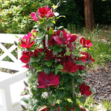 Clematis boulevard nubia for sale  LLANDYSUL