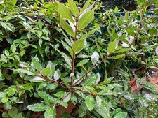 Live bay laurel for sale  USA