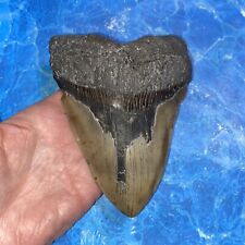 Megalodon shark tooth for sale  Shipping to Ireland