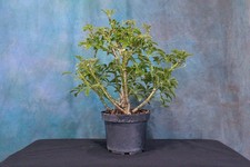 Dwarf schefflera pre for sale  North Fort Myers