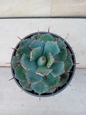 Agave kissho kan usato Agave kissho kan usato  Bisceglie