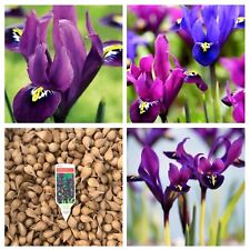 Dwarf iris bulbs for sale  WISBECH