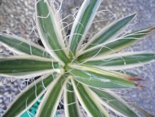 Agave filifera marginata gebraucht kaufen  Rheinstetten