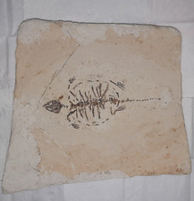fisch schild gebraucht kaufen fisch schild gebraucht kaufen Deutschland