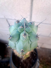 Myrtillocactus fukurokuryuzinb for sale  USA