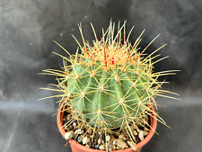 Ferocactus alamosanus giardino usato  Massafra