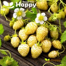 Alpine strawberry white for sale  DONCASTER