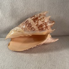 Imperial volute seashell for sale  Houston