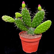 Opuntia quitensis prickly for sale  LEIGH