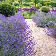 Catmint nepeta live for sale  Aspers