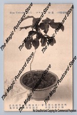 Potted poison ivy for sale  USA