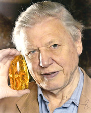 David attenborough hand for sale  KING'S LYNN