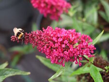 Zwerg sommerflieder buddleja gebraucht kaufen  Appen