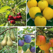 Mini fruit tree for sale  IPSWICH