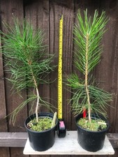 Japanese red pine for sale  THORNTON-CLEVELEYS