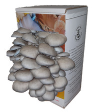 Mushroom grow kit for sale  WORCESTER