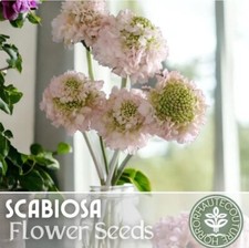 Blush scabiosa seeds for sale  Meridian