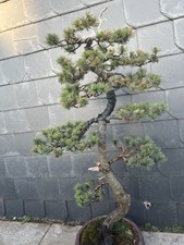 Bonsai mädchenkiefer gebraucht kaufen  Remscheid