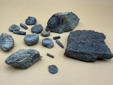 Konvolut fossilien teile gebraucht kaufen  Bleialf