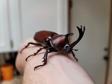 Japanese rhino beetle for sale  Lebanon