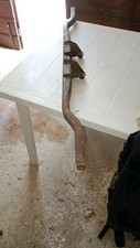 Staffa sostegno motore usato  Portomaggiore