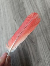 Rote vogelfeder papageienfeder gebraucht kaufen  Haarbach