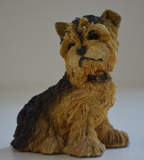 Yorkshire terrier pup for sale  WIGTON