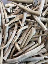 Whitetail deer antler for sale  Fredonia