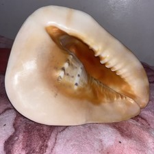 Beautiful shell cyprus for sale  WALTHAM CROSS