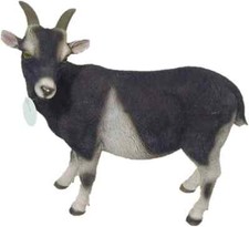 Goat real life for sale  COVENTRY